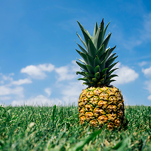 Introduction to the Pineapple Cultivation