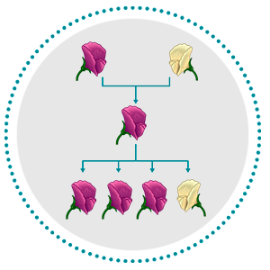 Monohybrid Cross: Prediction of Results