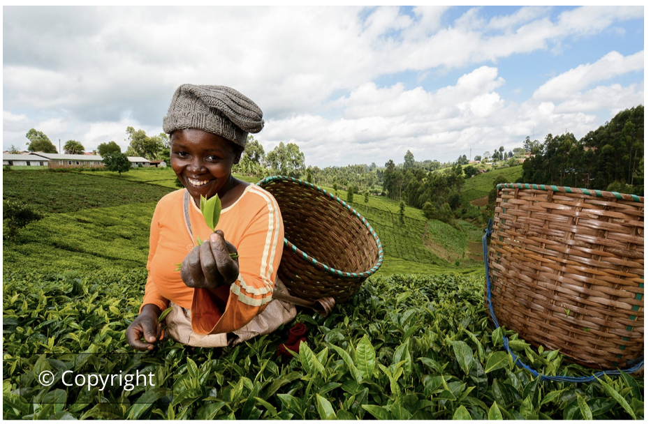 Indicador 2.4.1 ODS: Agric. sostenible