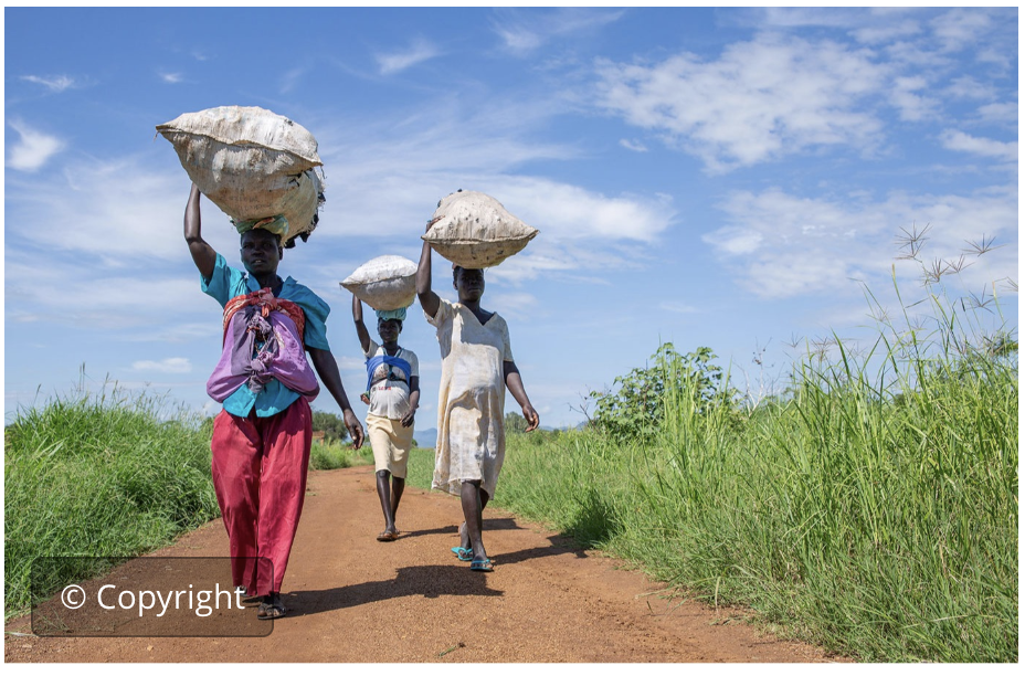 Indic. 2.3.1-2.3.2 ODS prod. e ingresos