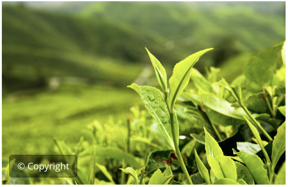 Principios inversión agrícola y alimentaria