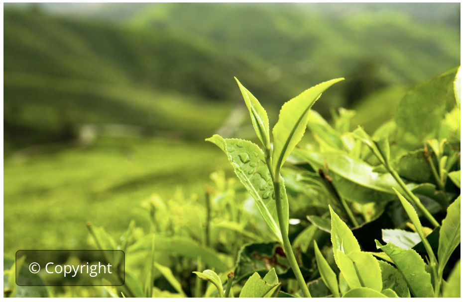 Responsible Invest. in Agricult.