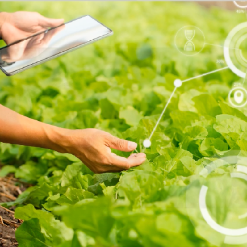 Manejo integrado de las enfermedades en los cultivos