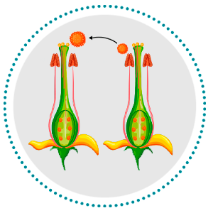 Emasculation and Cross Pollination Techniques