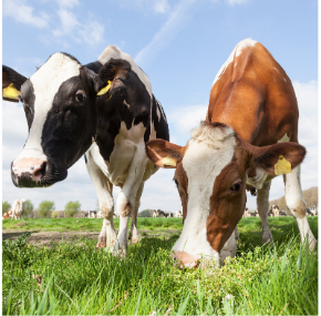 2. Carbohydrates, Proteins, and Minerals (I)